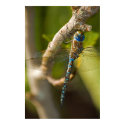 Dragon Fly posters by f1daniel Dragon Fly posters
