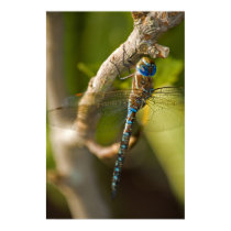 Dragon Fly posters by f1daniel Dragon Fly posters