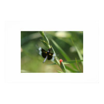 DRAGON FLY posters by mark59956 DRAGON FLY posters
