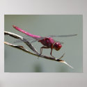 Dragon Fly posters