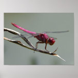 Dragon Fly Poster