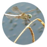 Dragon Fly Stickers