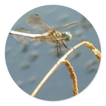 Dragon Fly Stickers