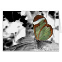 Dragon Fly w Colored Wings Greeting Card (Blank)
