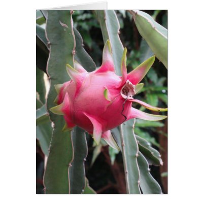 Dragon Fruit growing Greeting Card by work2travel. Dragon fruit growing in southern Vietnam