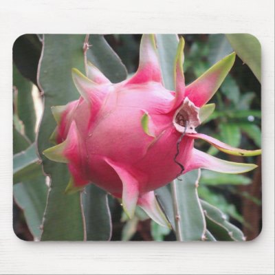 Dragon Fruit growing Mousepad by work2travel. Dragon fruit growing in Southern Vietnam