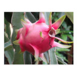 Dragon Fruit growing Post Cards