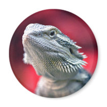 Dragon Head Magnet
