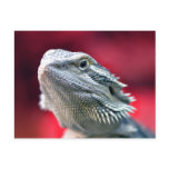 Dragon Head Postcard