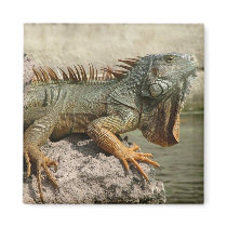 Dragon magnets by ribizlifozelek Dragon magnets