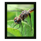 postcard - Dragonfly
