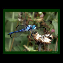 Dragonflies Blue Dragonfly on a Flower Husk Photo posters