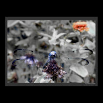 Dragonflies Blue Dragonfly on a Flower Husk Photo posters