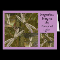 Dragonflies cards