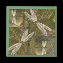 Dragonflies magnets
