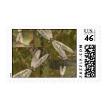 Dragonflies Postage Stamps