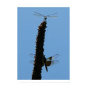 Dragonflies posters