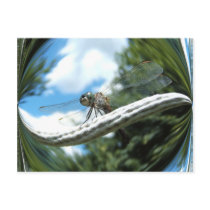 Dragonfly 182 ~ postcard by Andy2302 Dragonfly 182 ~ postcard