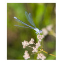 Dragonfly #2 posters