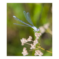 Dragonfly #2 posters
