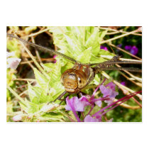 Dragonfly 79 ~ ATC Business Cards