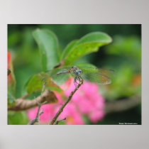 Dragonfly at Rest Posters