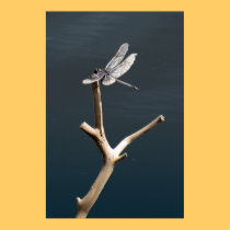 Dragonfly at Rest posters