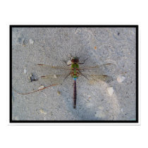 dragonfly at the beach posters by ca1225 dragonfly at the beach posters