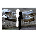Dragonfly (black and white seperation) posters by draemknot Dragonfly (black and white seperation) posters