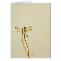 Dragonfly (Blank) cards