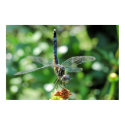 Dragonfly Blue Poster posters