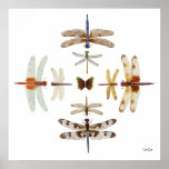 Dragonfly Bullseye Graphics posters