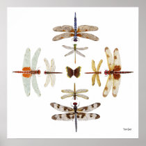 Dragonfly Bullseye Graphics Print