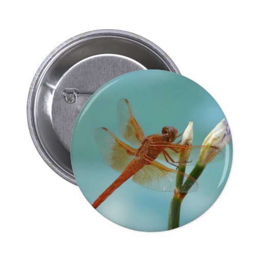 Dragonfly Button
