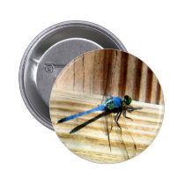 Dragonfly buttons