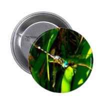 Dragonfly buttons