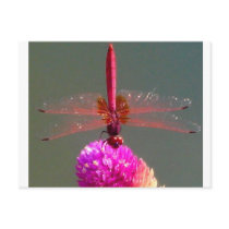 dragonfly_by_shimanie postcards