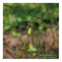 dragonfly canvas posters