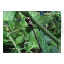 Dragonfly cards