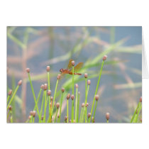 Dragonfly cards