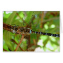 Dragonfly cards by chesterperson Dragonfly cards