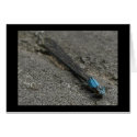Dragonfly Card by MyBackyard Dragonfly Card
