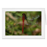 Dragonfly Card