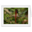 Dragonfly cards