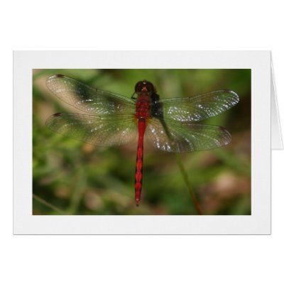 Dragonfly Card by alberthartley