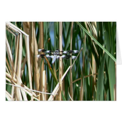Dragonfly Greeting Card by codfishlady