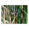 Dragonfly cards