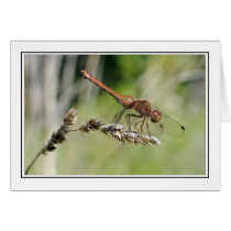 Dragonfly cards