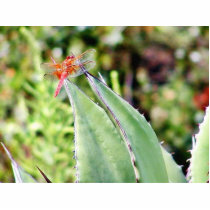Dragonfly Dragonflies Cactuses photo sculptures