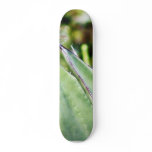 Dragonfly Dragonflies Cactuses Skate Boards